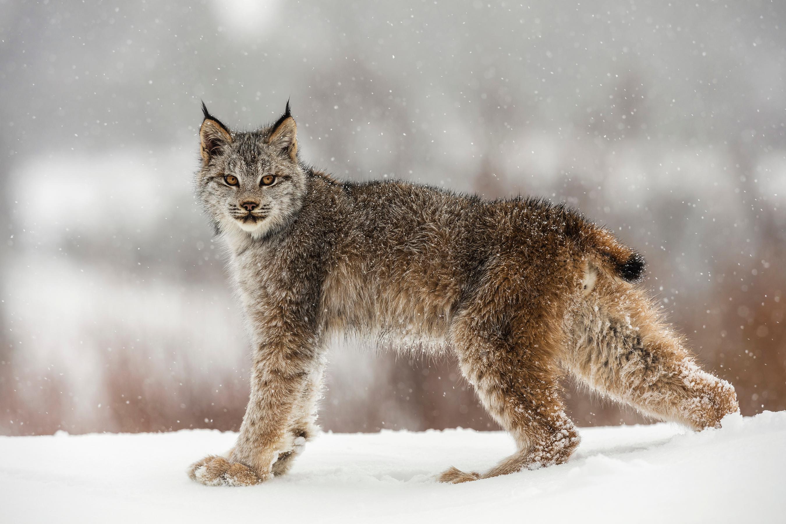 Lynx in snow