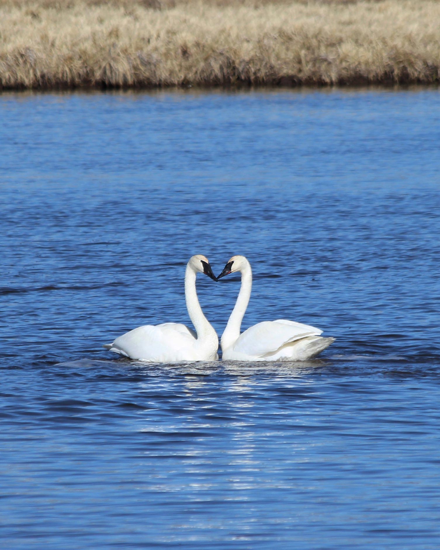 A pair of trumpeter swans form a heart shape with their necks in the water