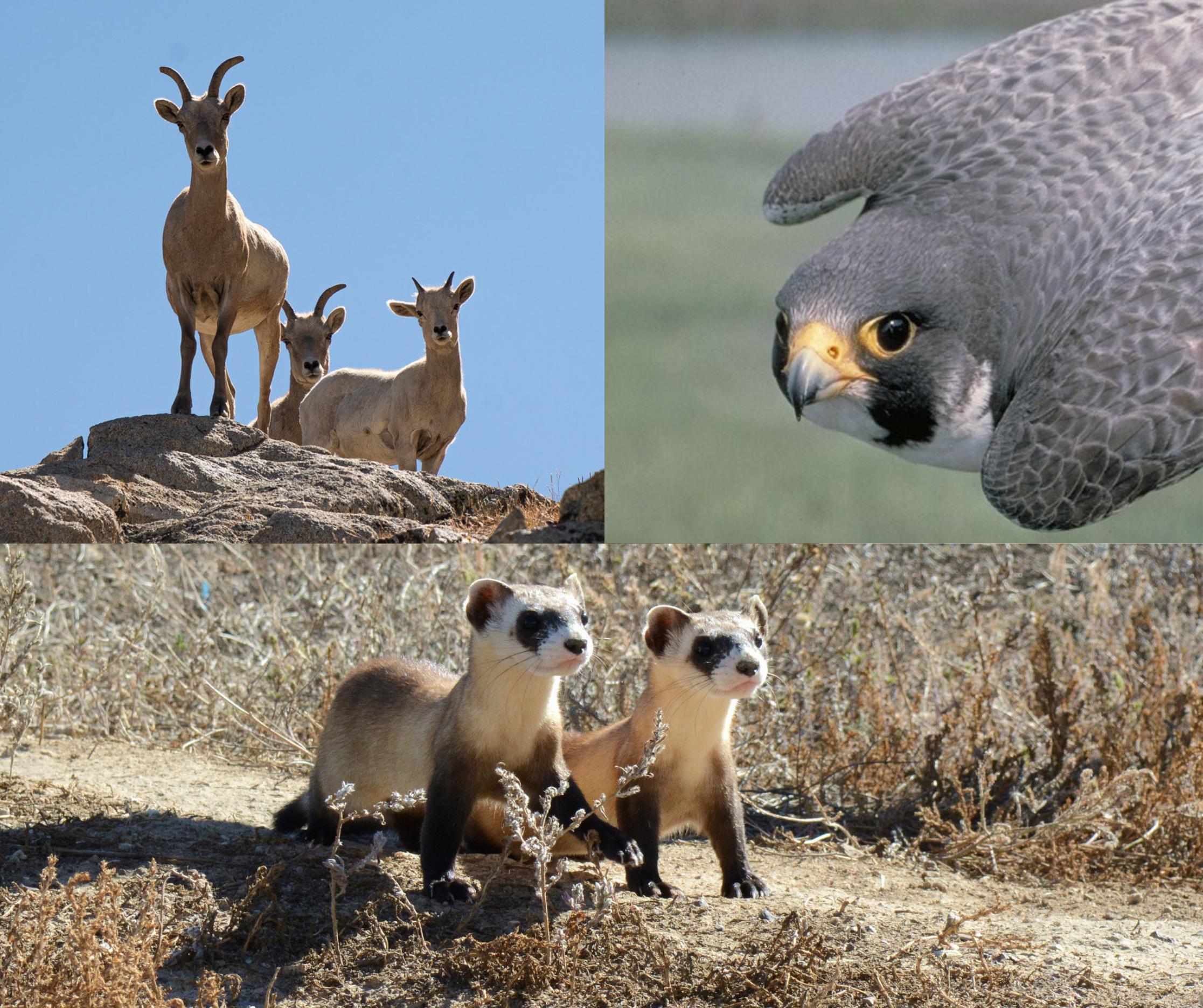 WSierra Nevada bighorn sheep, peregrine falcons, and black-footed ferrets all depend on our wild, public lands.