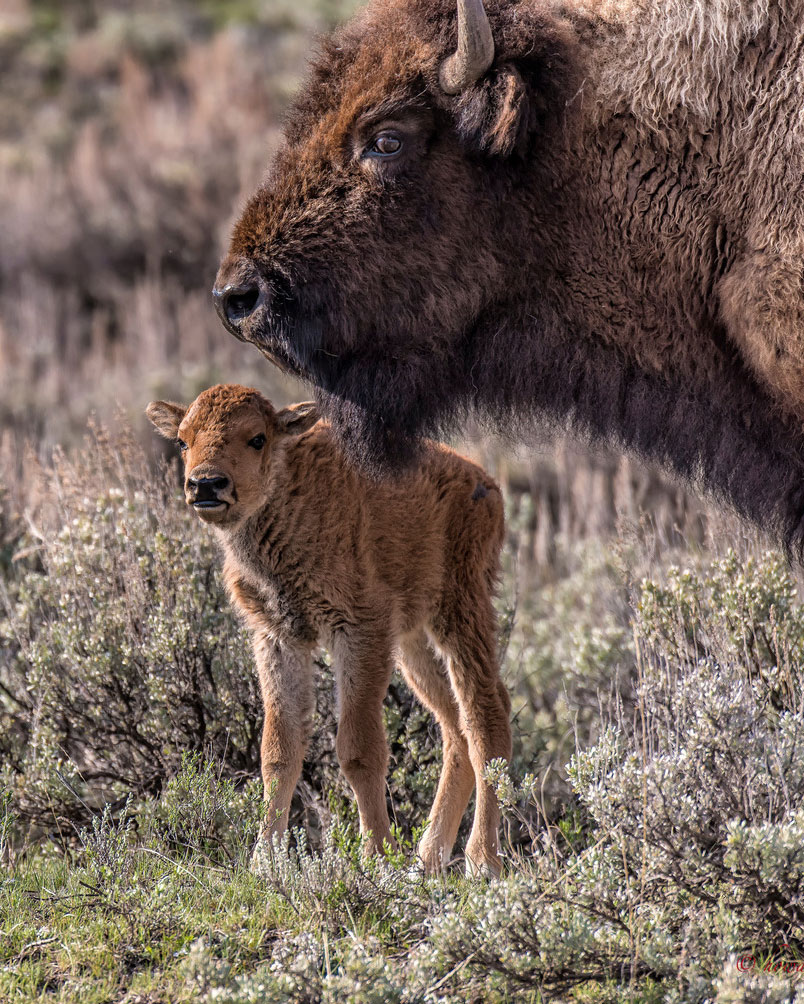 Bison and calf.