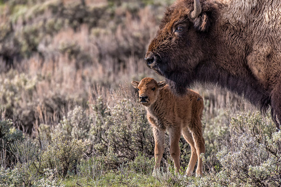 Bison and calf.