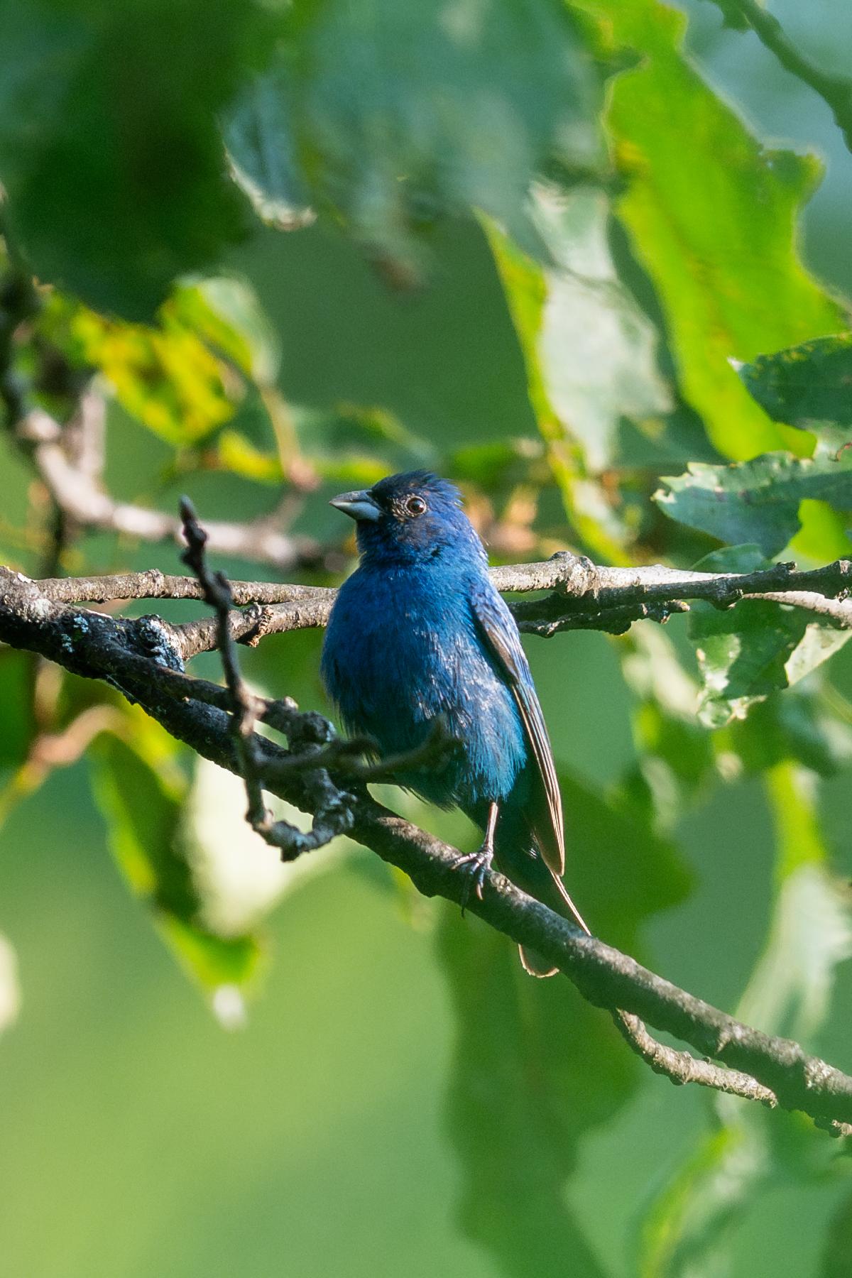 Indigo bunting bird on a branch