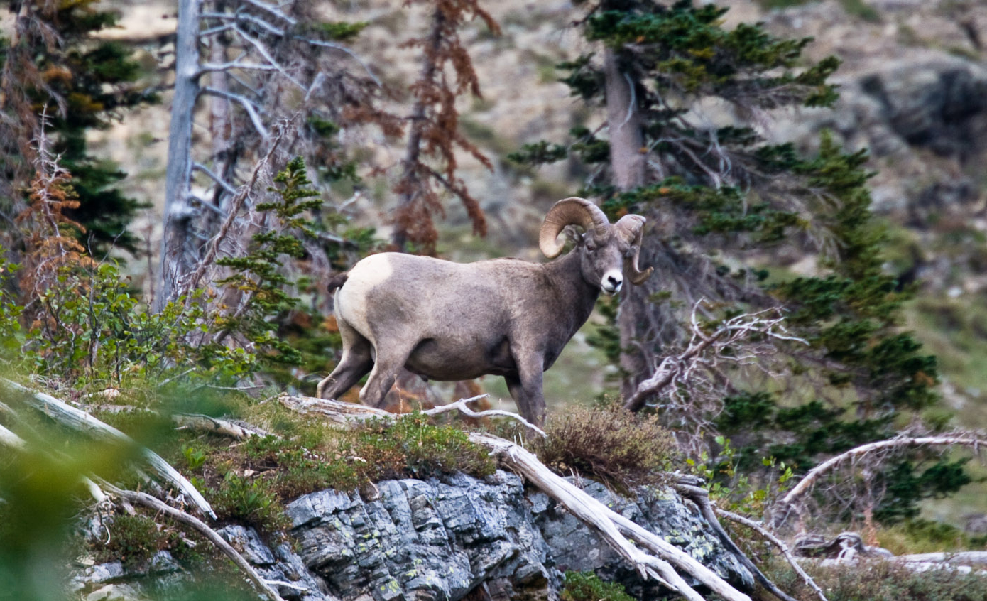 Bighorn sheep on Grinnell Glacier Trail