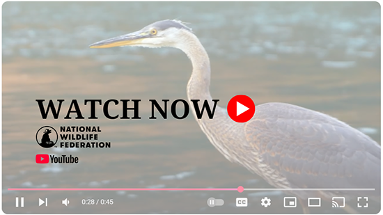 Watch Now!