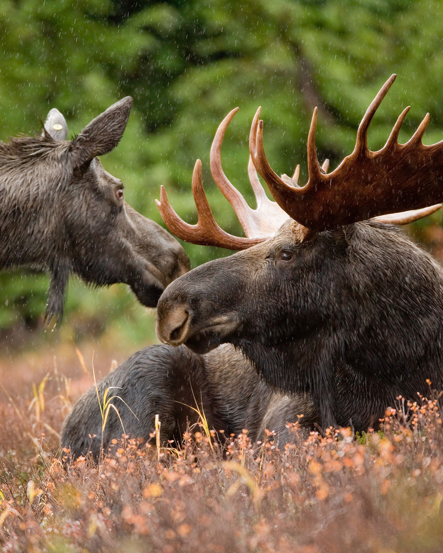 Alaskan moose pair