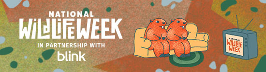 National Wildlife Week in Partnership with blink. Click here to learn more.