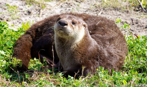 small mammal