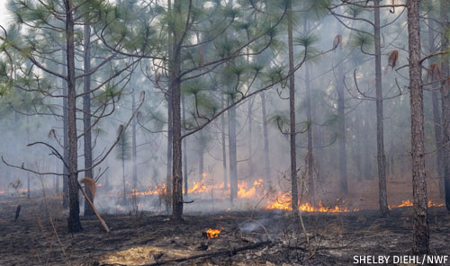 wild fire
