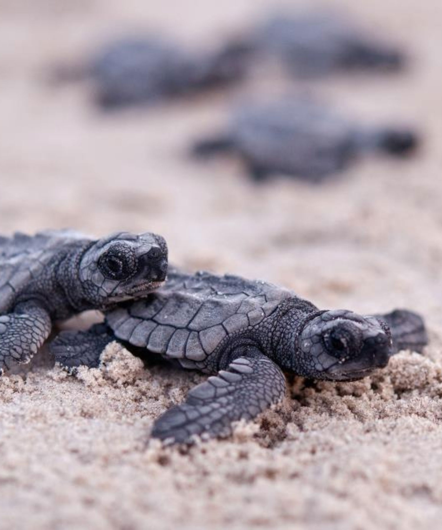 Sea turtles on Padre Island