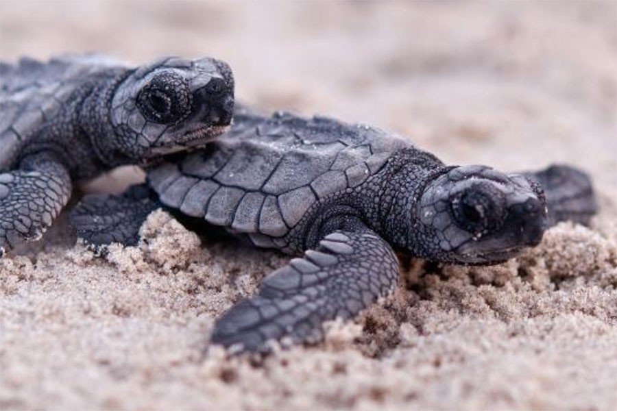Sea turtles on Padre Island