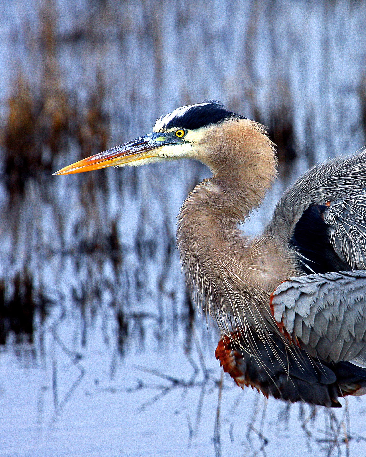 A great blue heron.