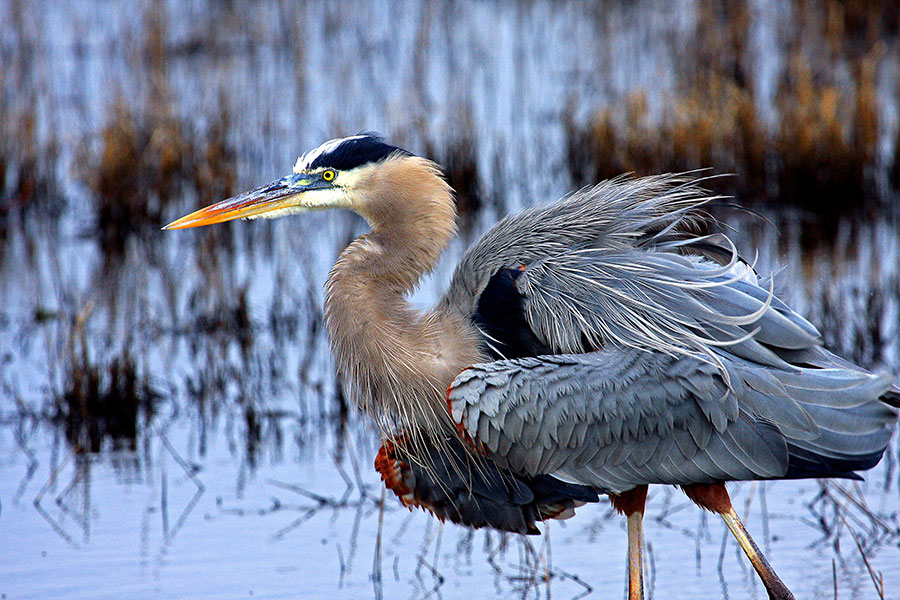 A great blue heron.