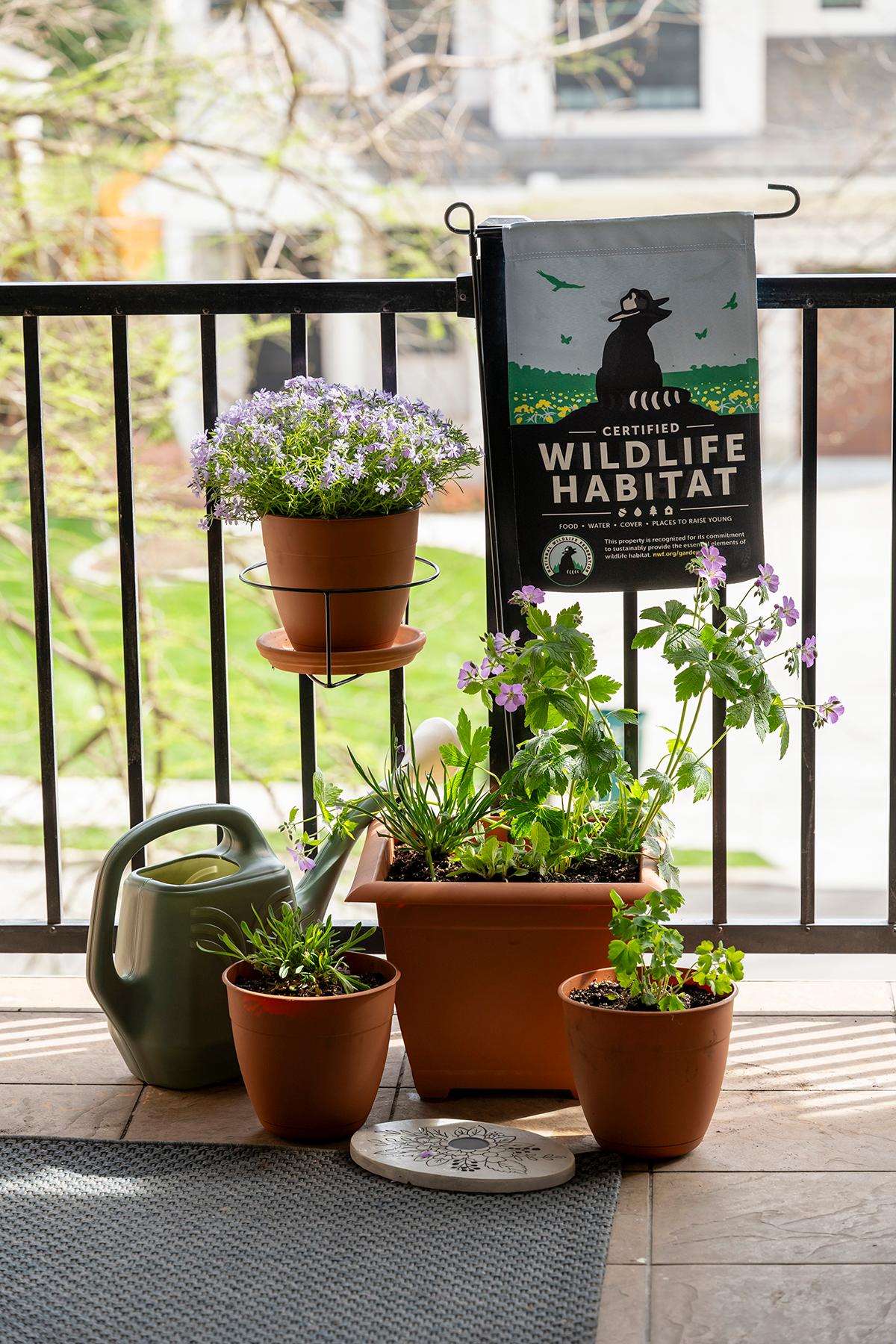 Container Wildlife Garden Bundle