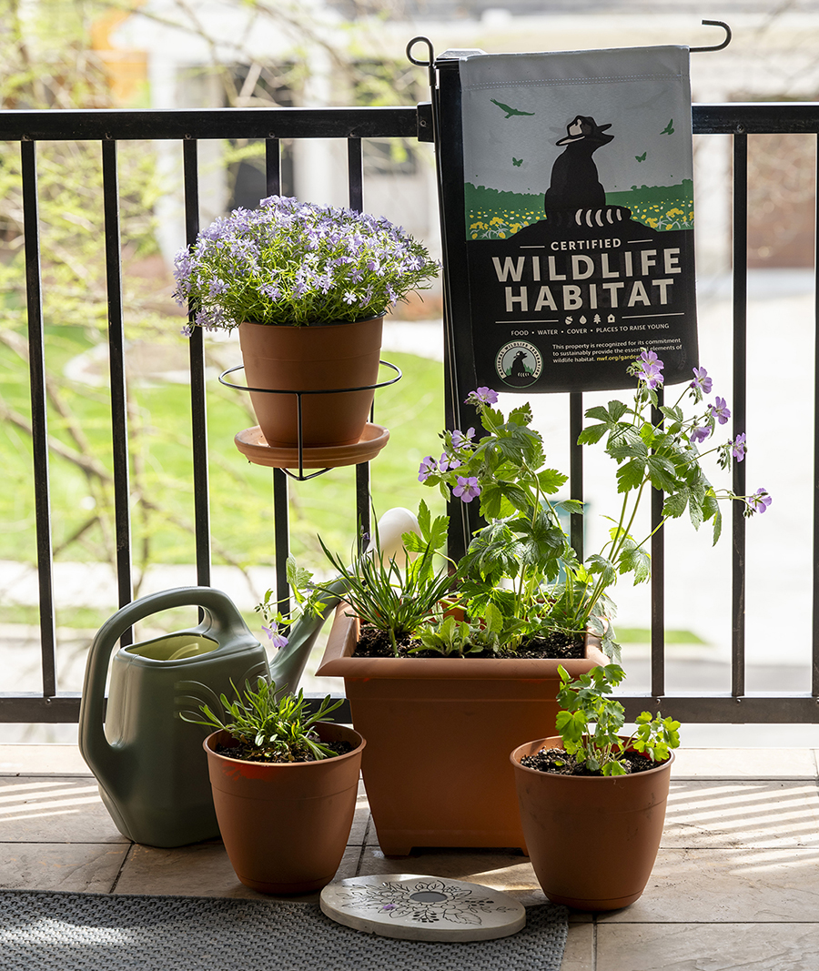Container Wildlife Garden Bundle