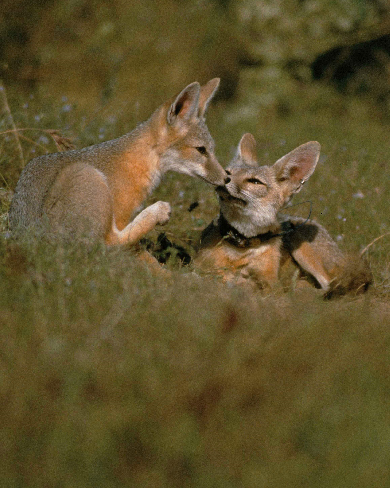 San Joaquin Kit Fox