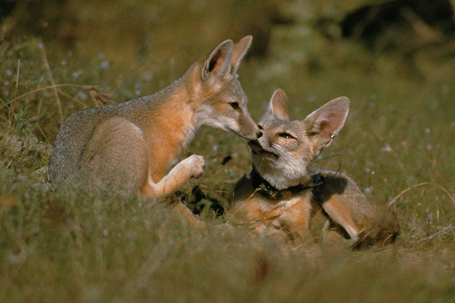 San Joaquin Kit Fox