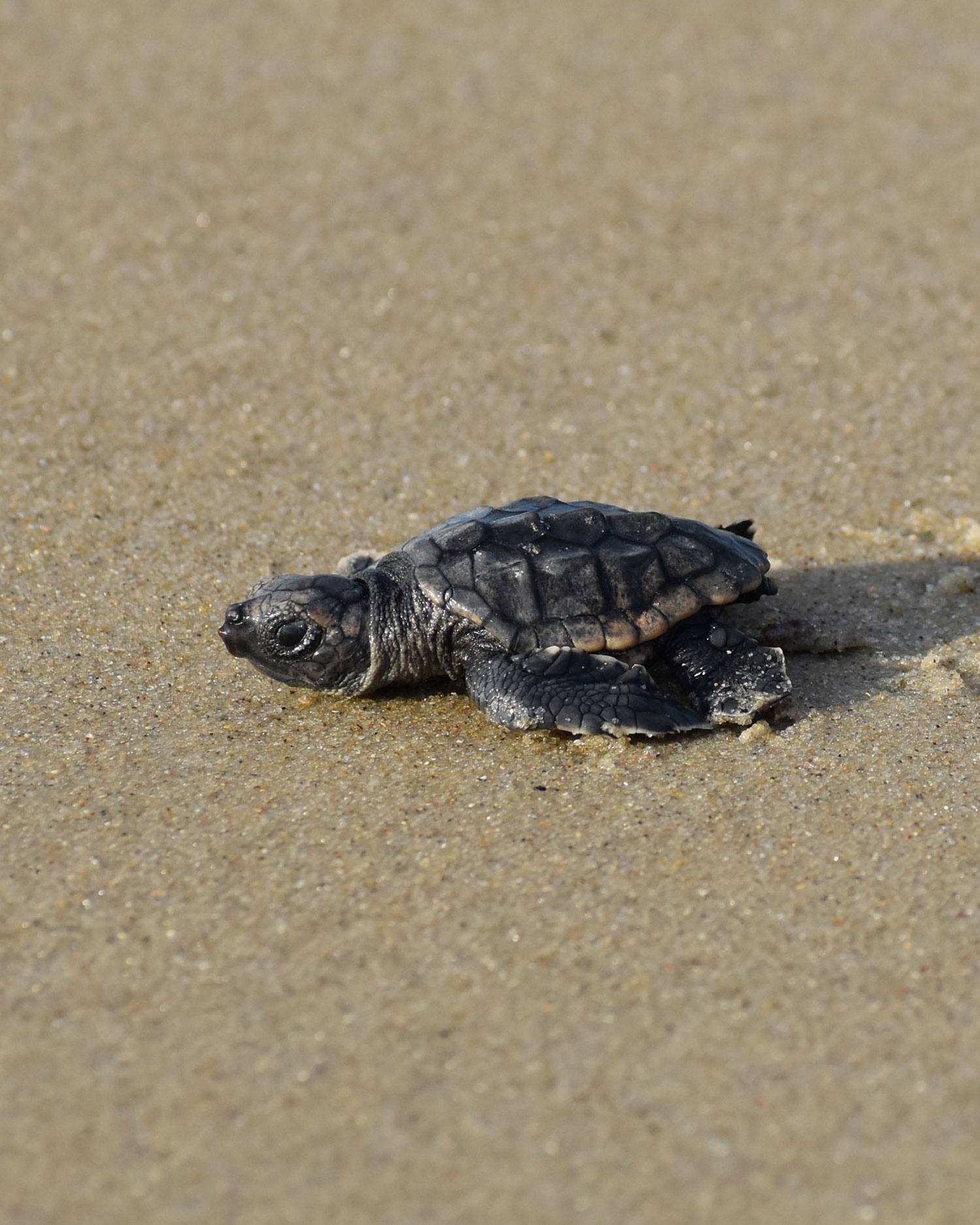 Loggerhead sea turtle hatchling, Hatteras Island