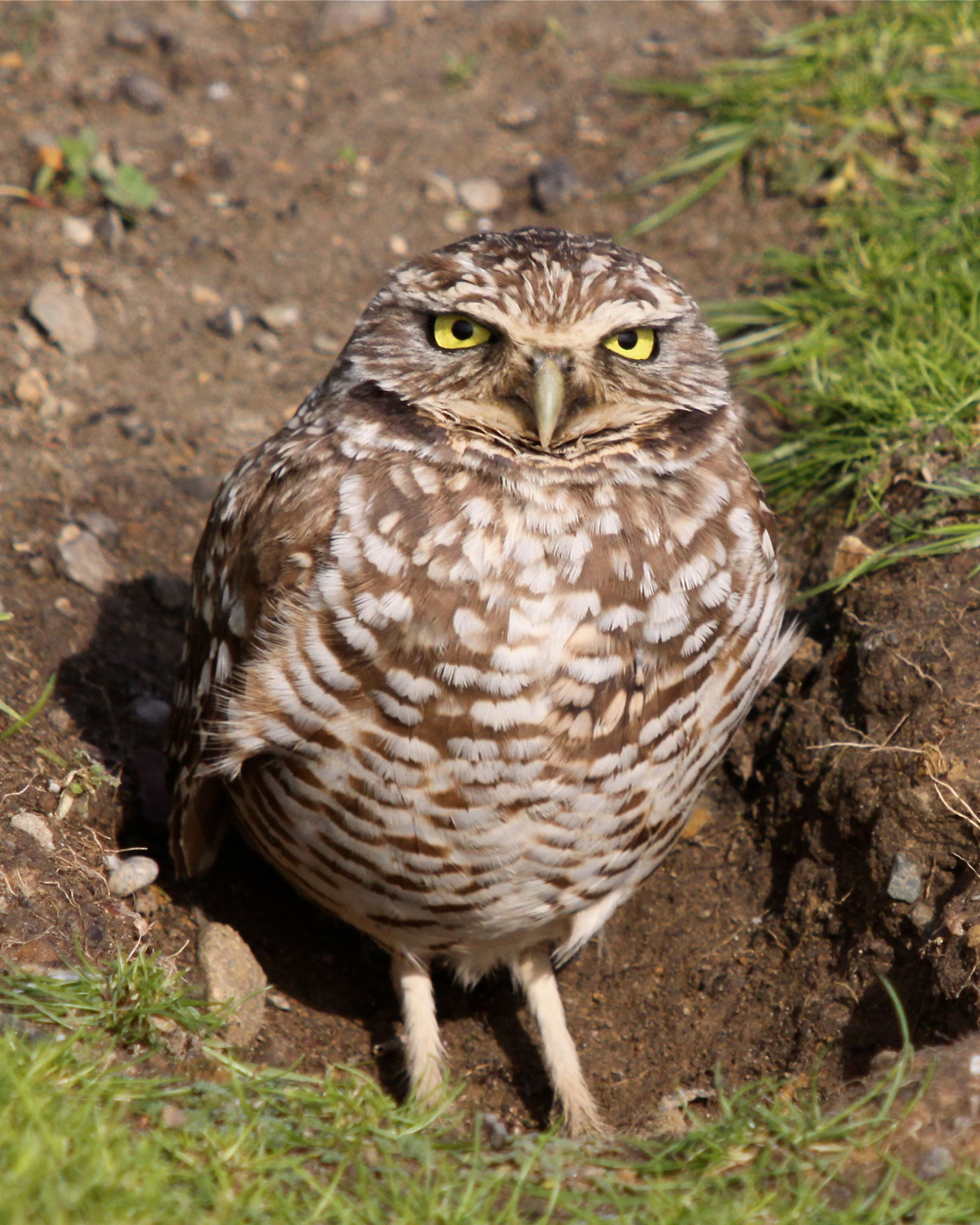 A western burrowing owl