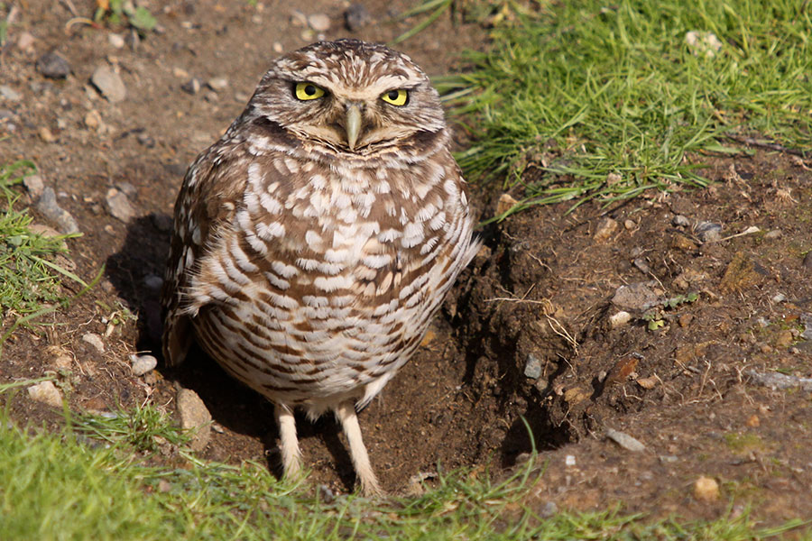 A western burrowing owl