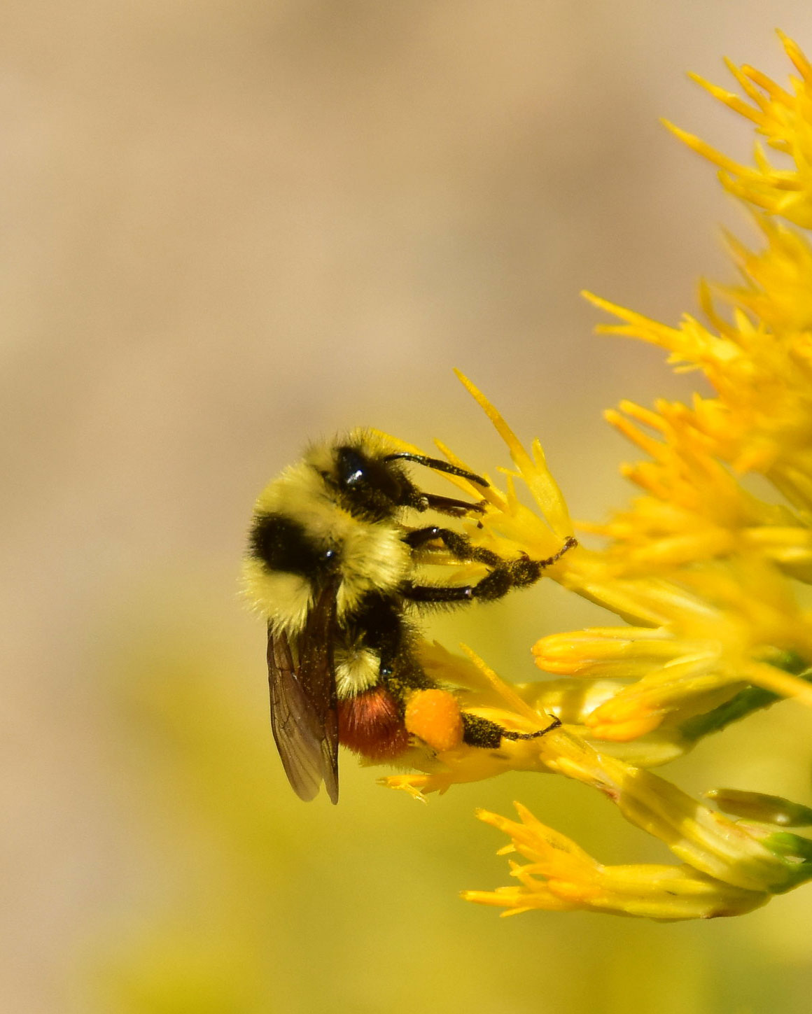 A Hunt's bumblebee (Bombus huntii) on rubber rabbitbrush (Ericameria nauseosa).