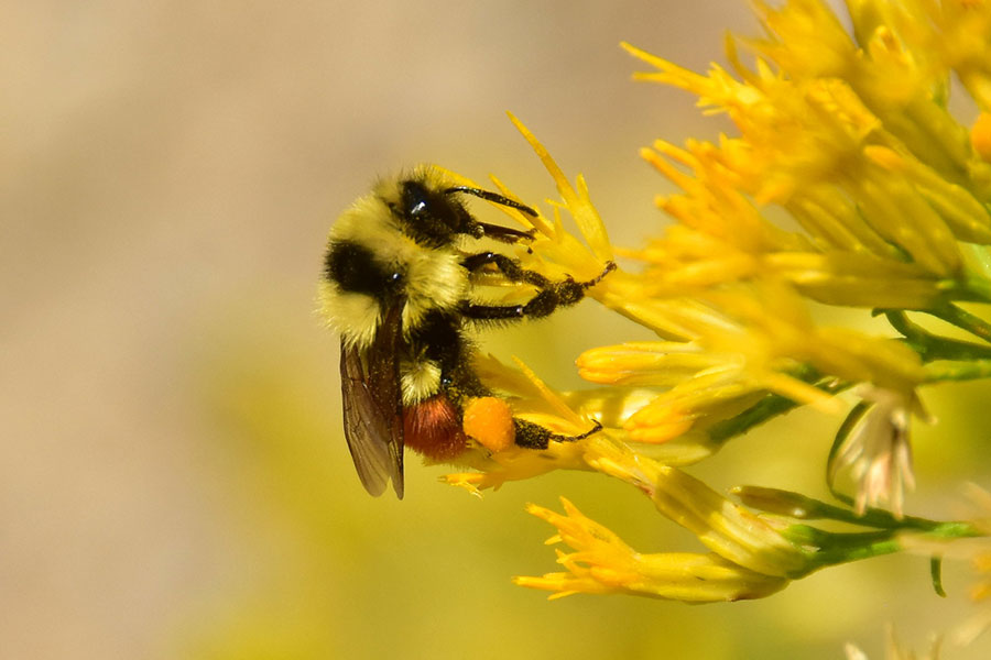 A Hunt's bumblebee (Bombus huntii) on rubber rabbitbrush (Ericameria nauseosa).