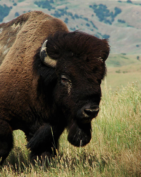 Bison at Badlands National Park.