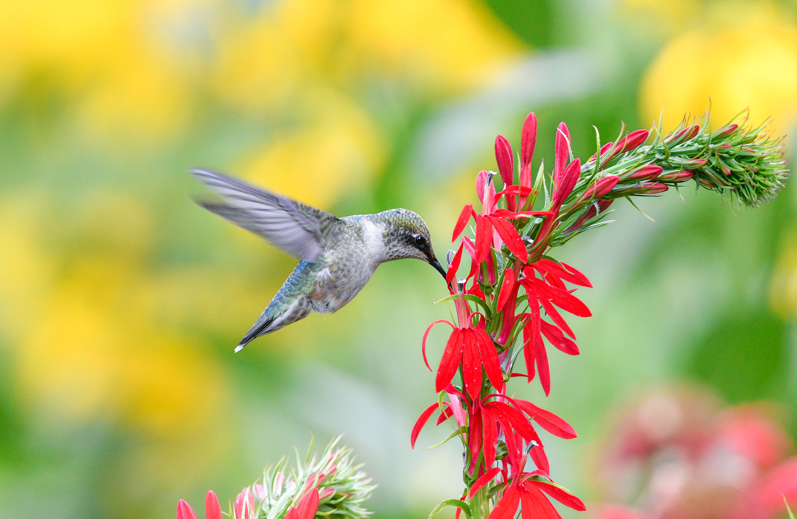 Hummingbird in garden