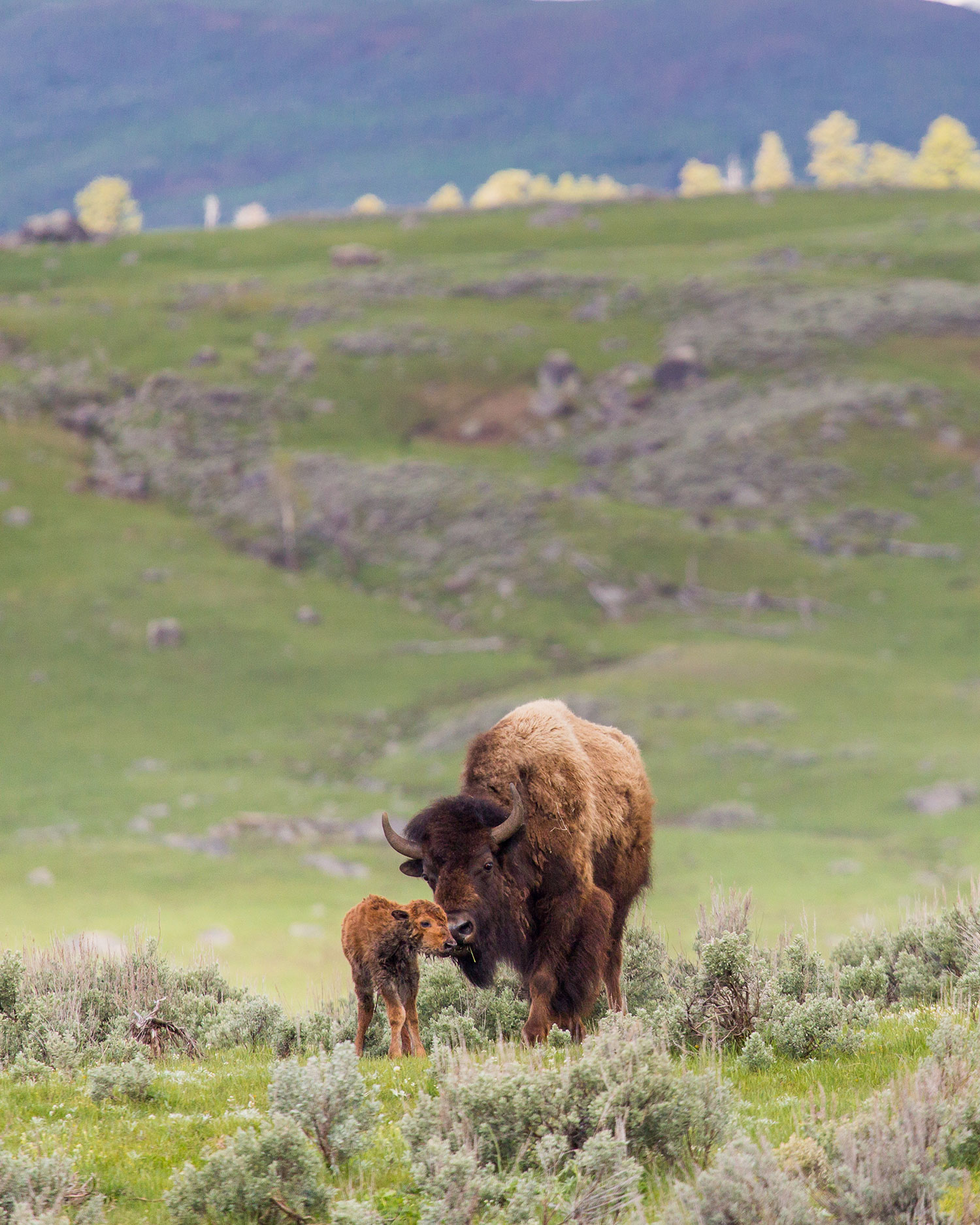 bison and calf at Yellowstone National Park
