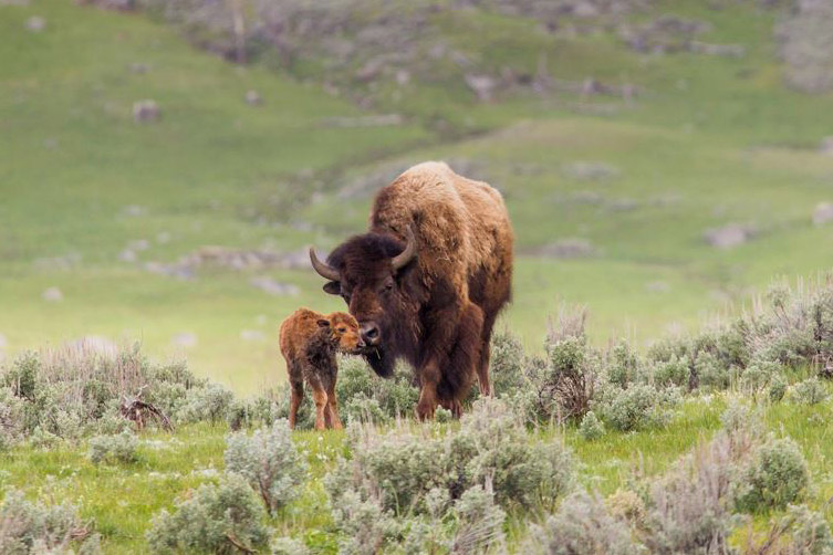 bison and calf at Yellowstone National Park