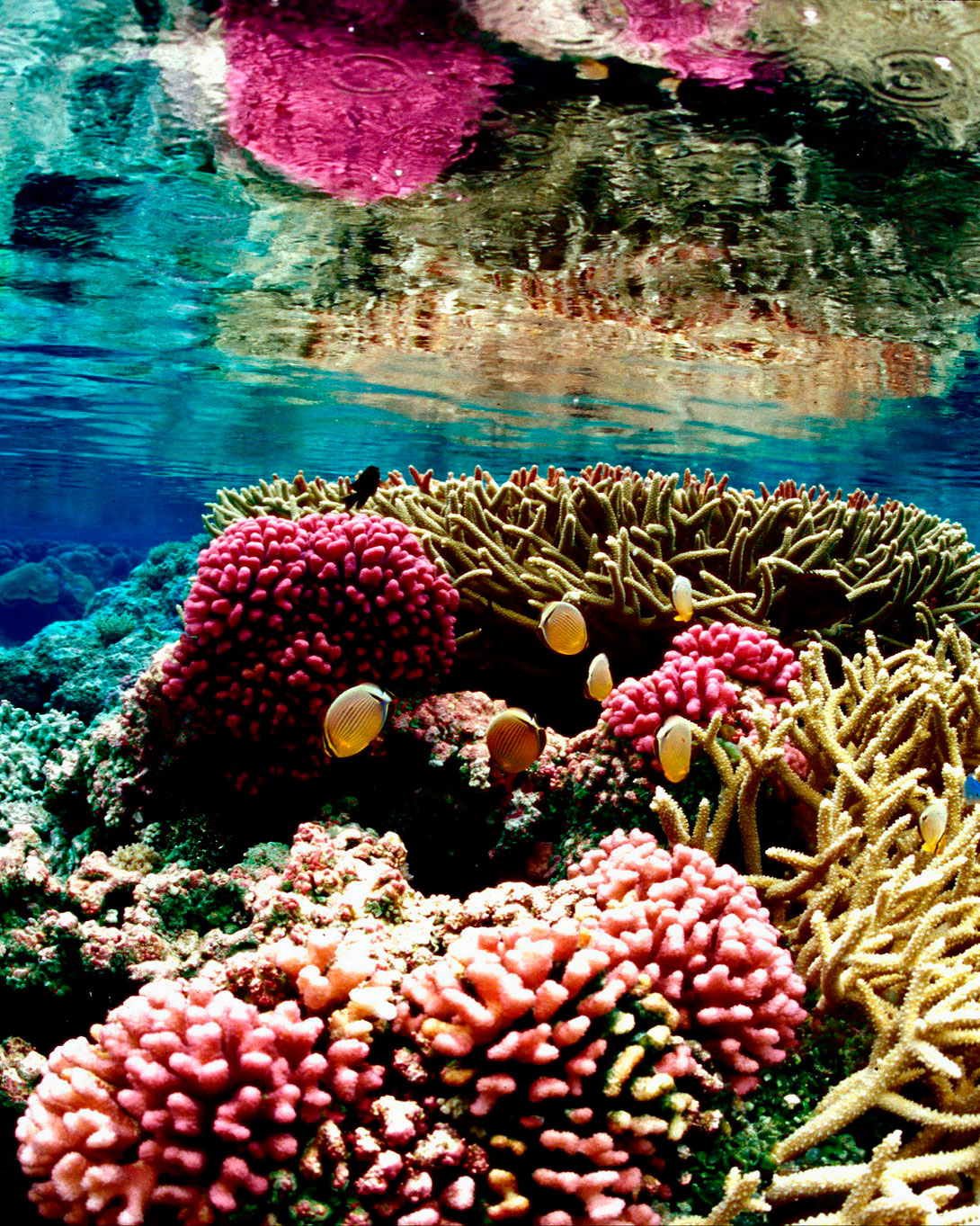 Coral reef ecosystem at Palmyra Atoll National Wildlife Refuge