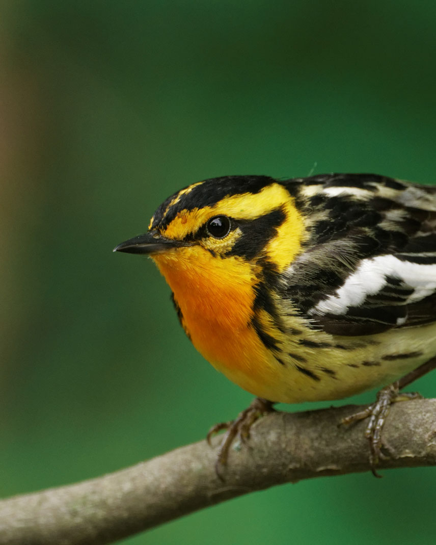 blackburnian warbler