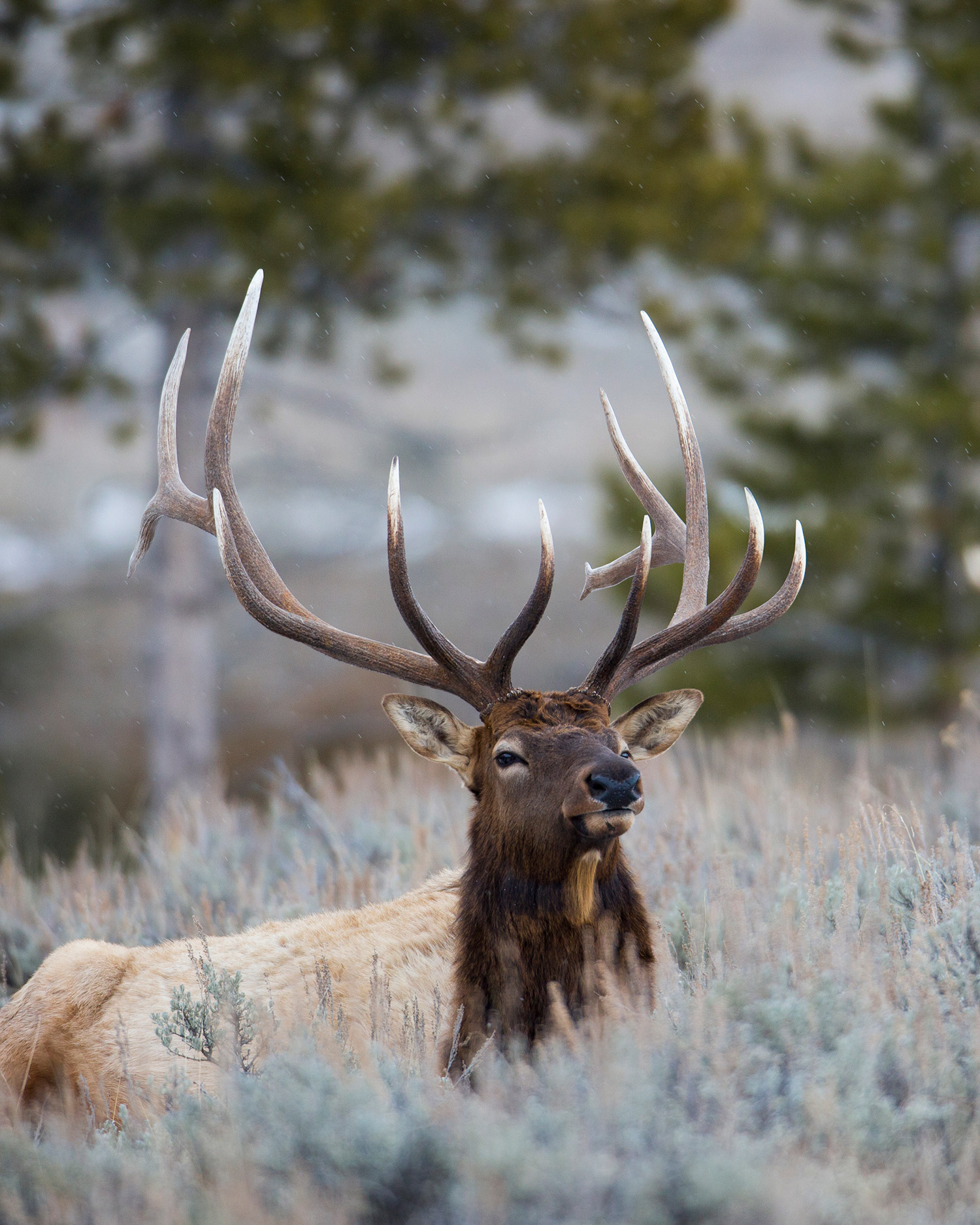 Bull elk at Blacktail Deer Plateau in Yellowstone National Park