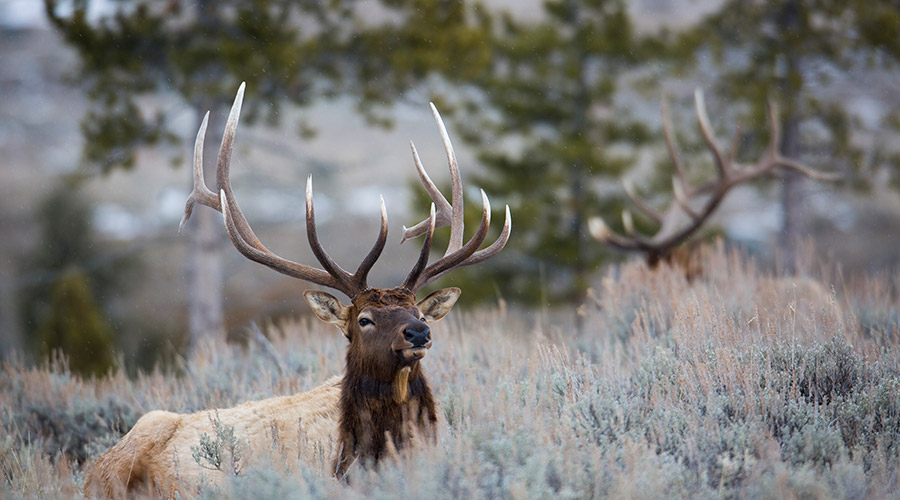 Bull elk at Blacktail Deer Plateau in Yellowstone National Park