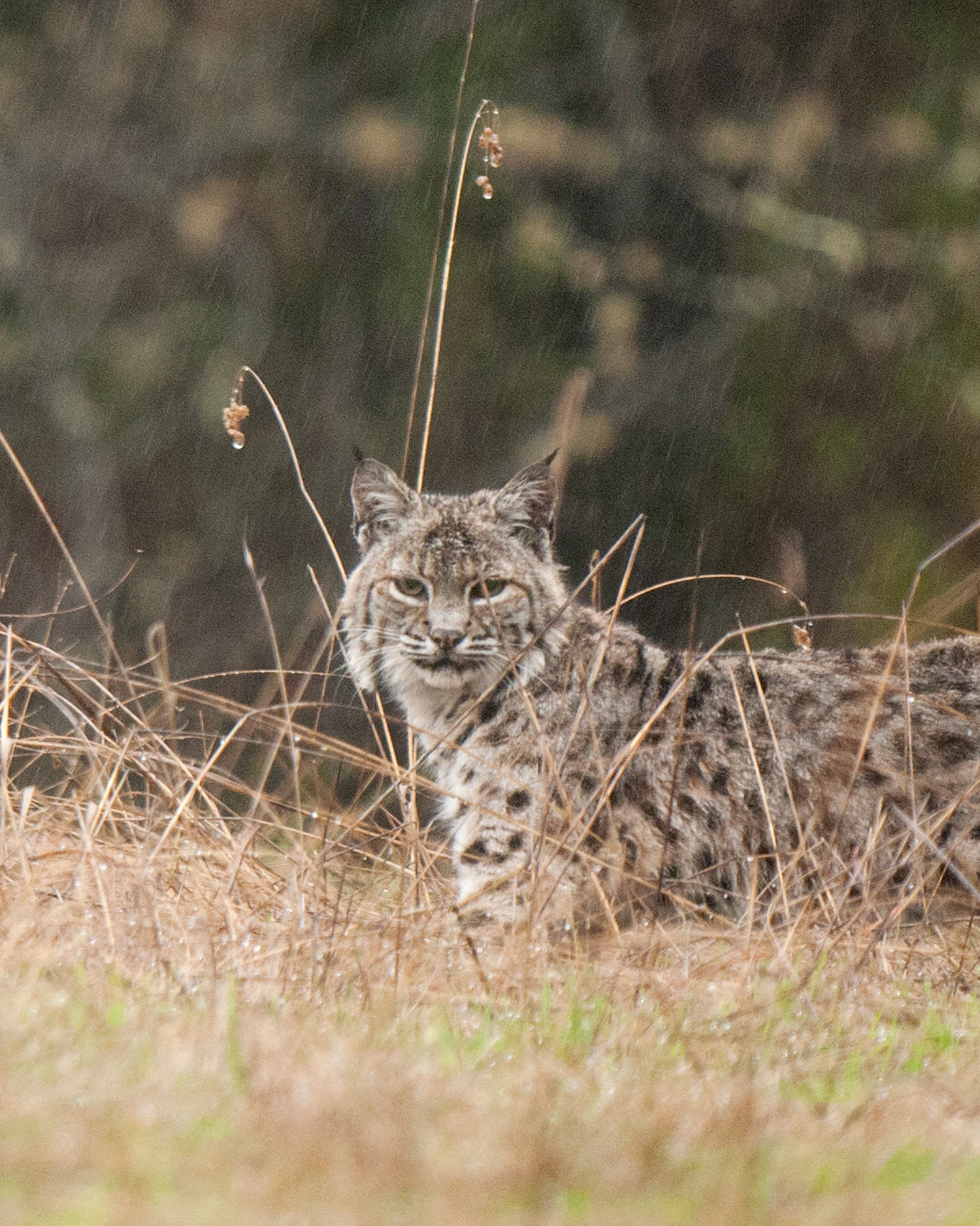 Bobcat in Cambria, California.