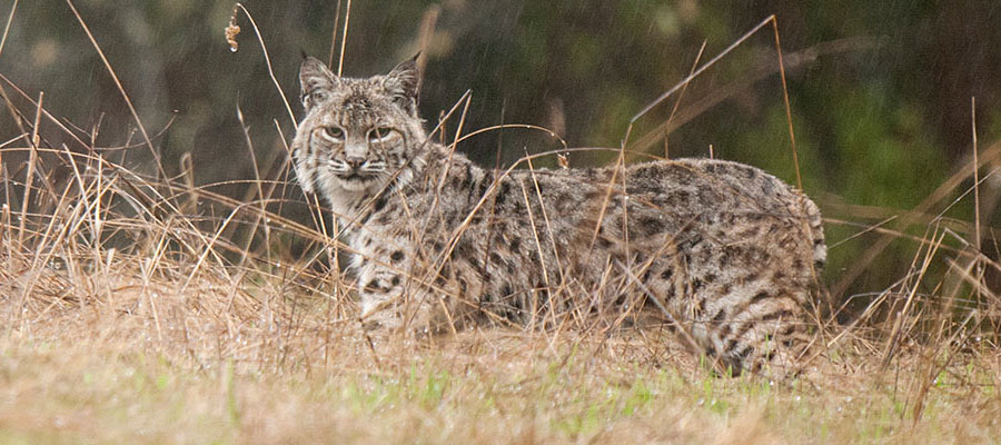 Bobcat in Cambria, California.