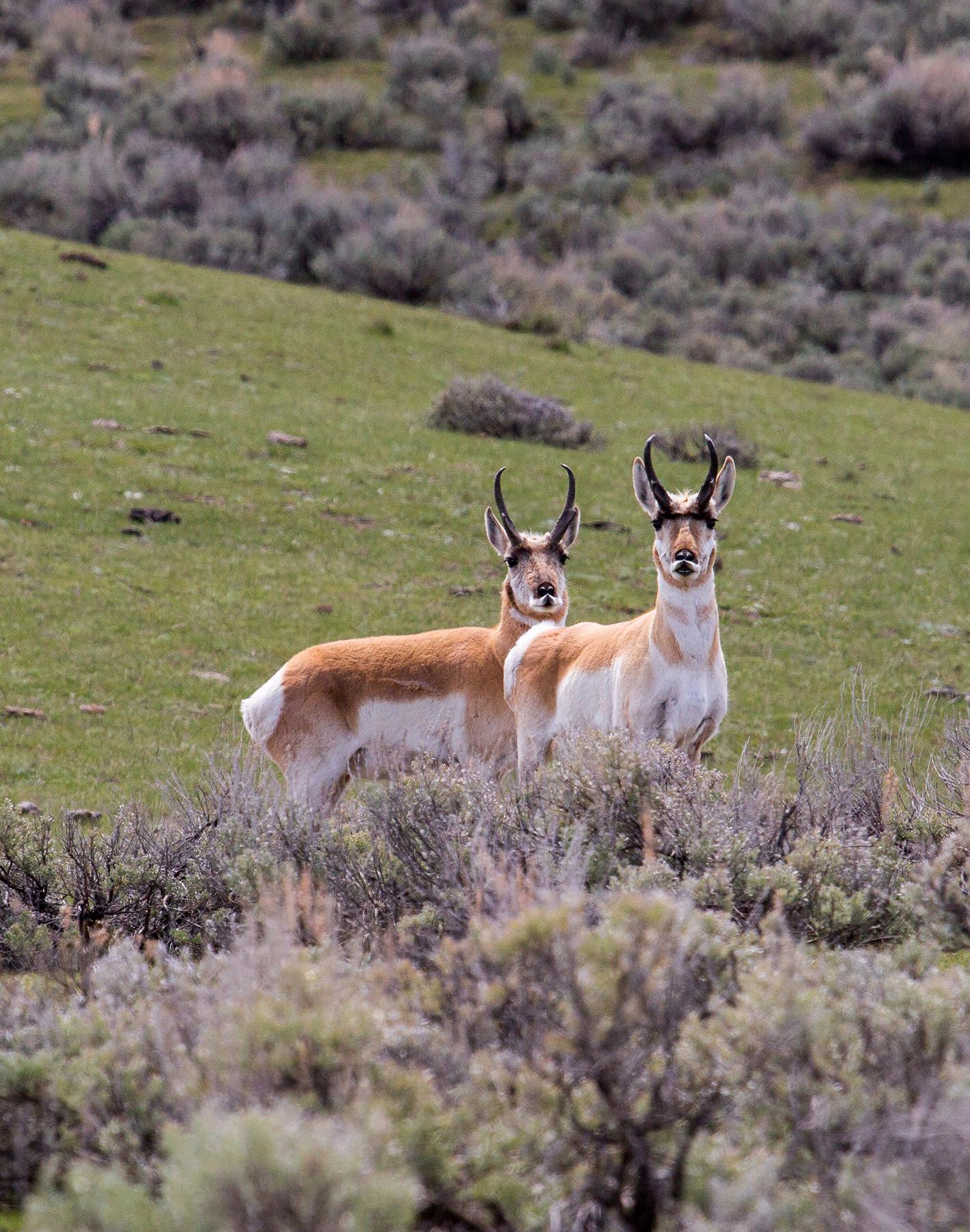 Pronghorn in Yellowstone National Park.