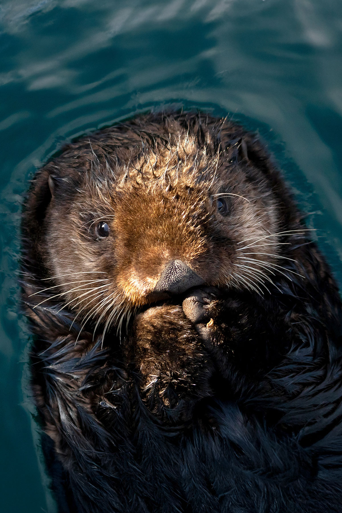 Otter