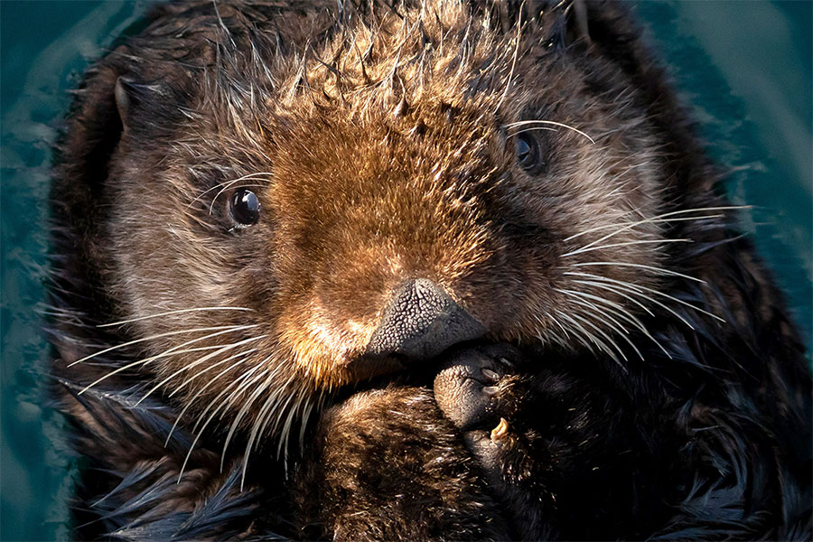 Otter