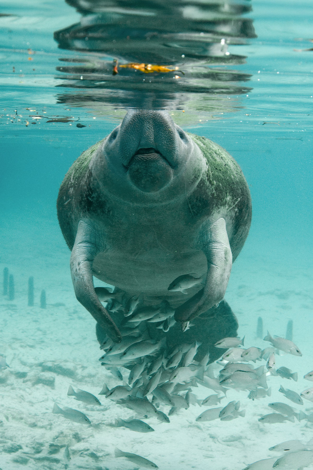 Manatee