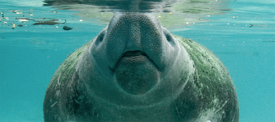 Manatee
