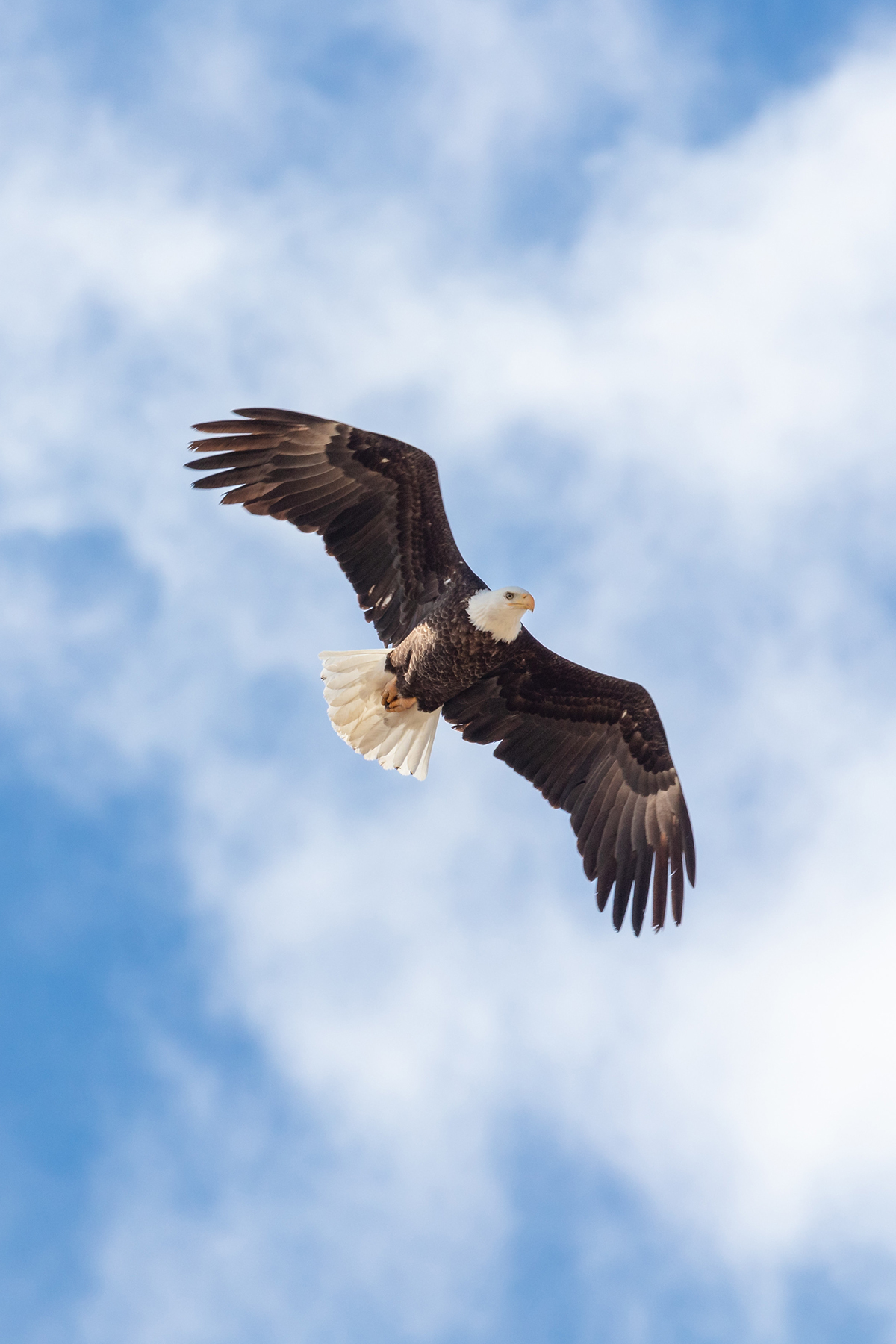 Bald Eagle