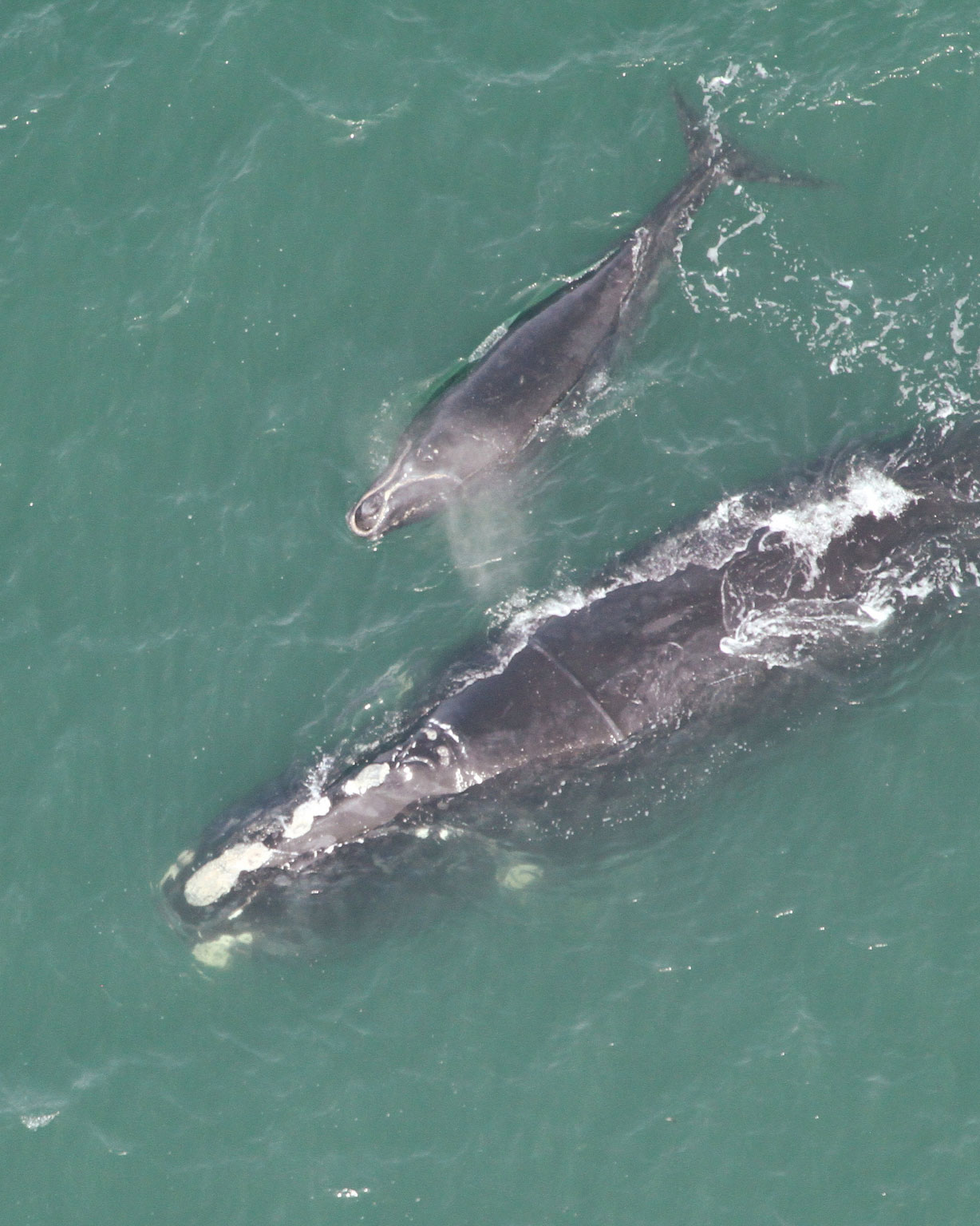 North Atlantic right whale and calf