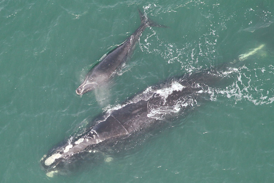 North Atlantic right whale and calf
