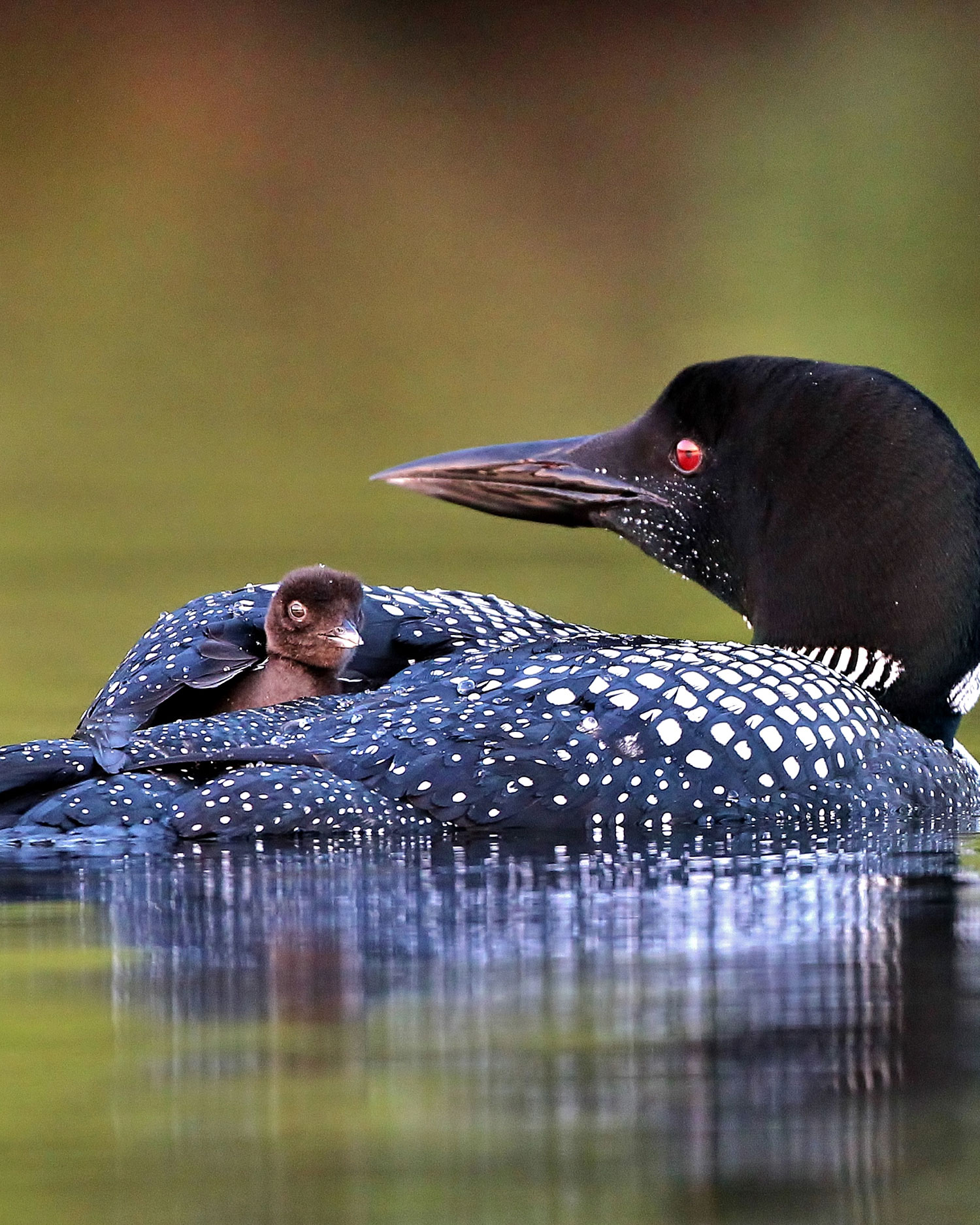 A loon floats in the water with its chick resting on its back