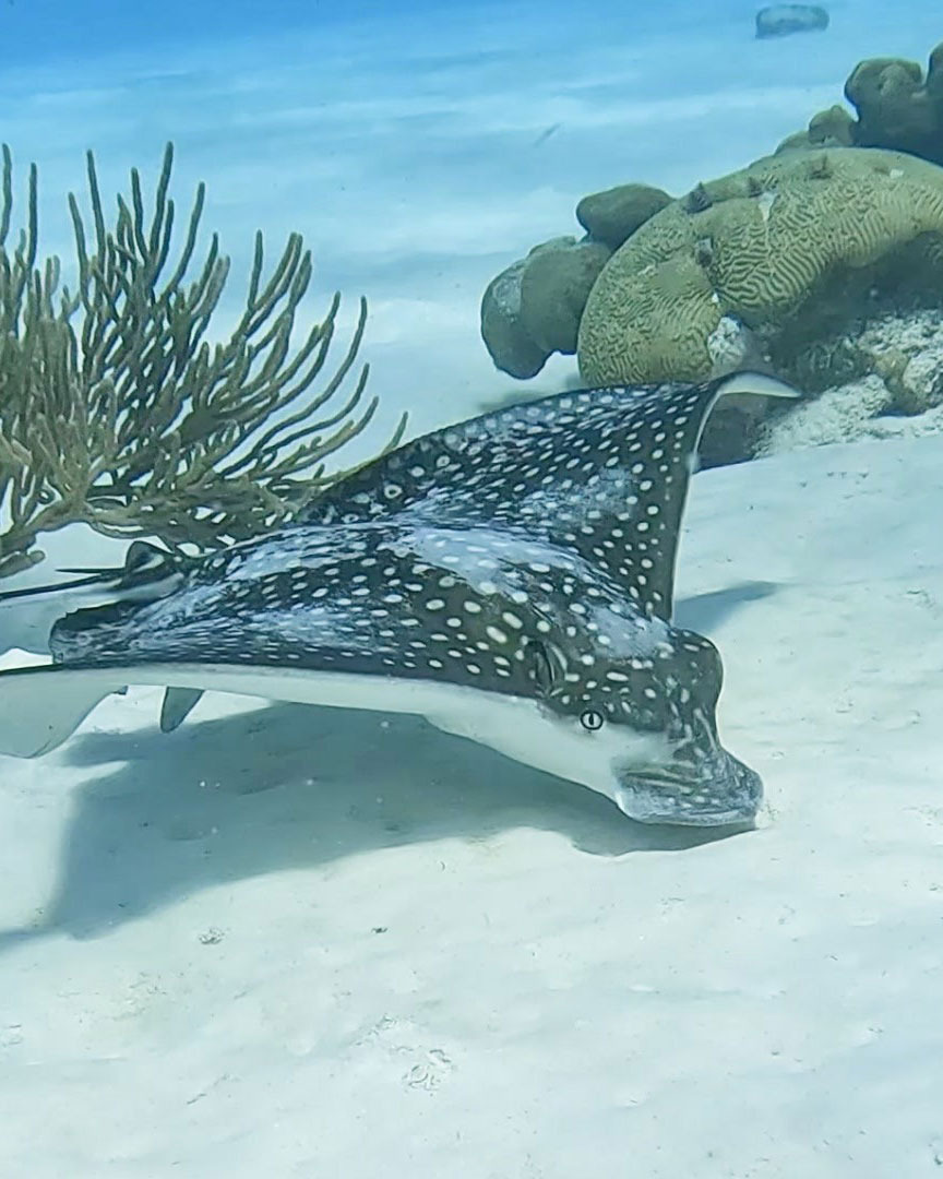 eagle ray