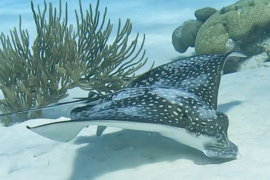 eagle ray