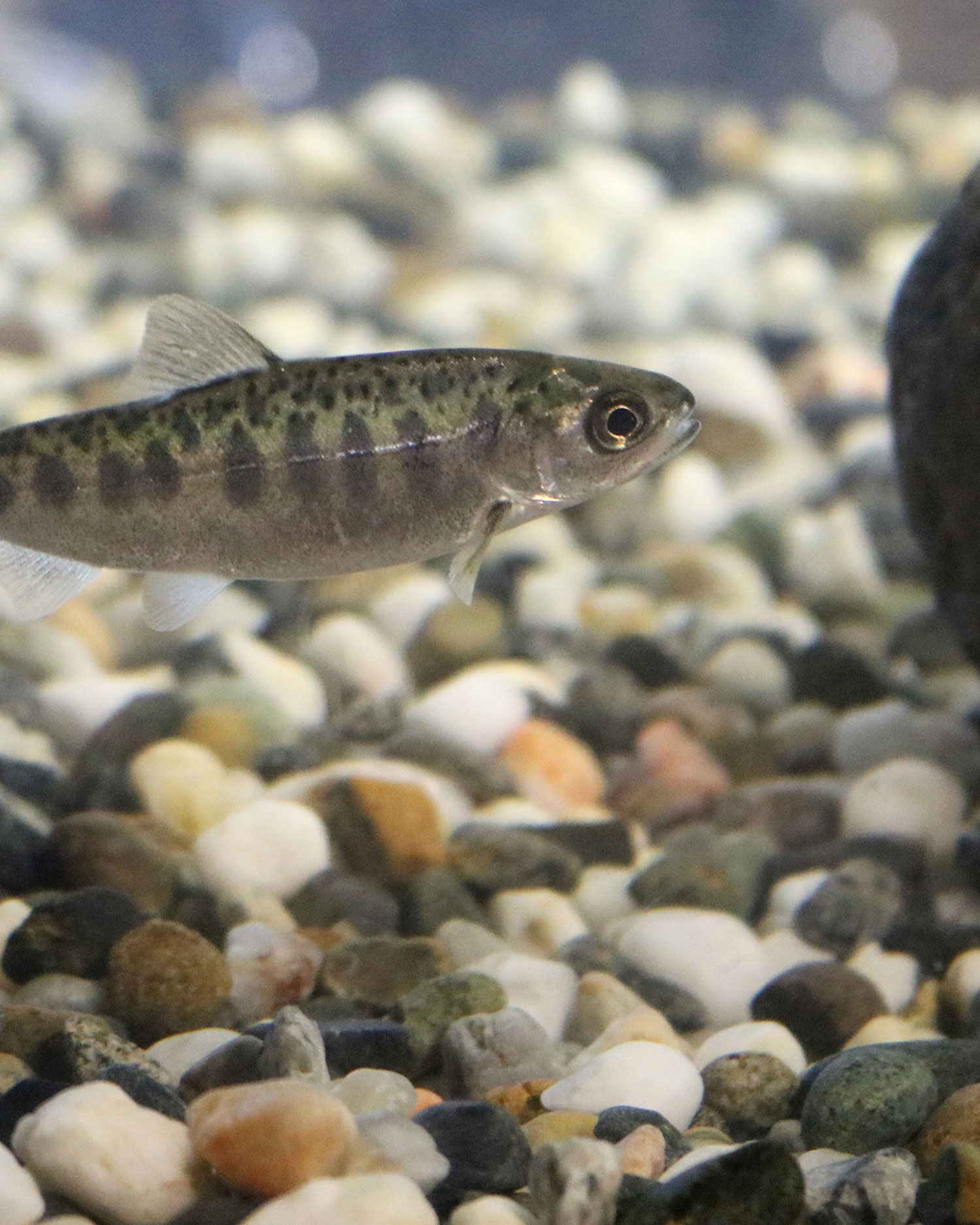 juvenile chinook salmon