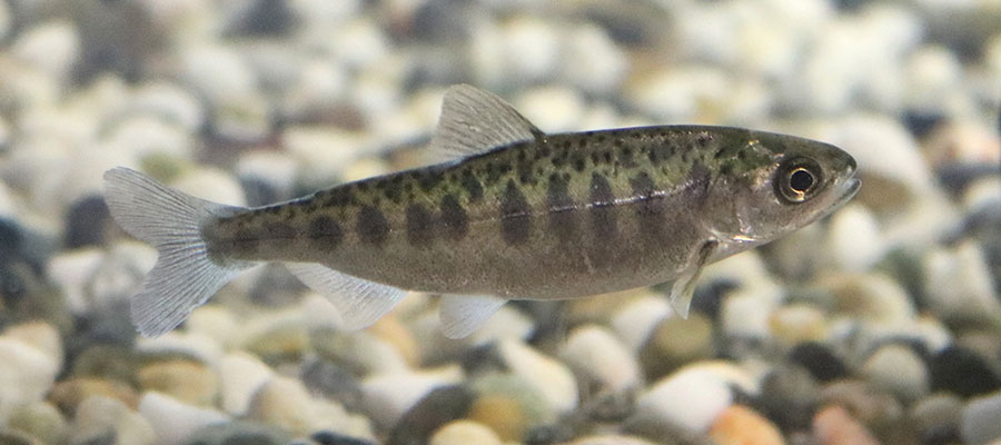 juvenile chinook salmon