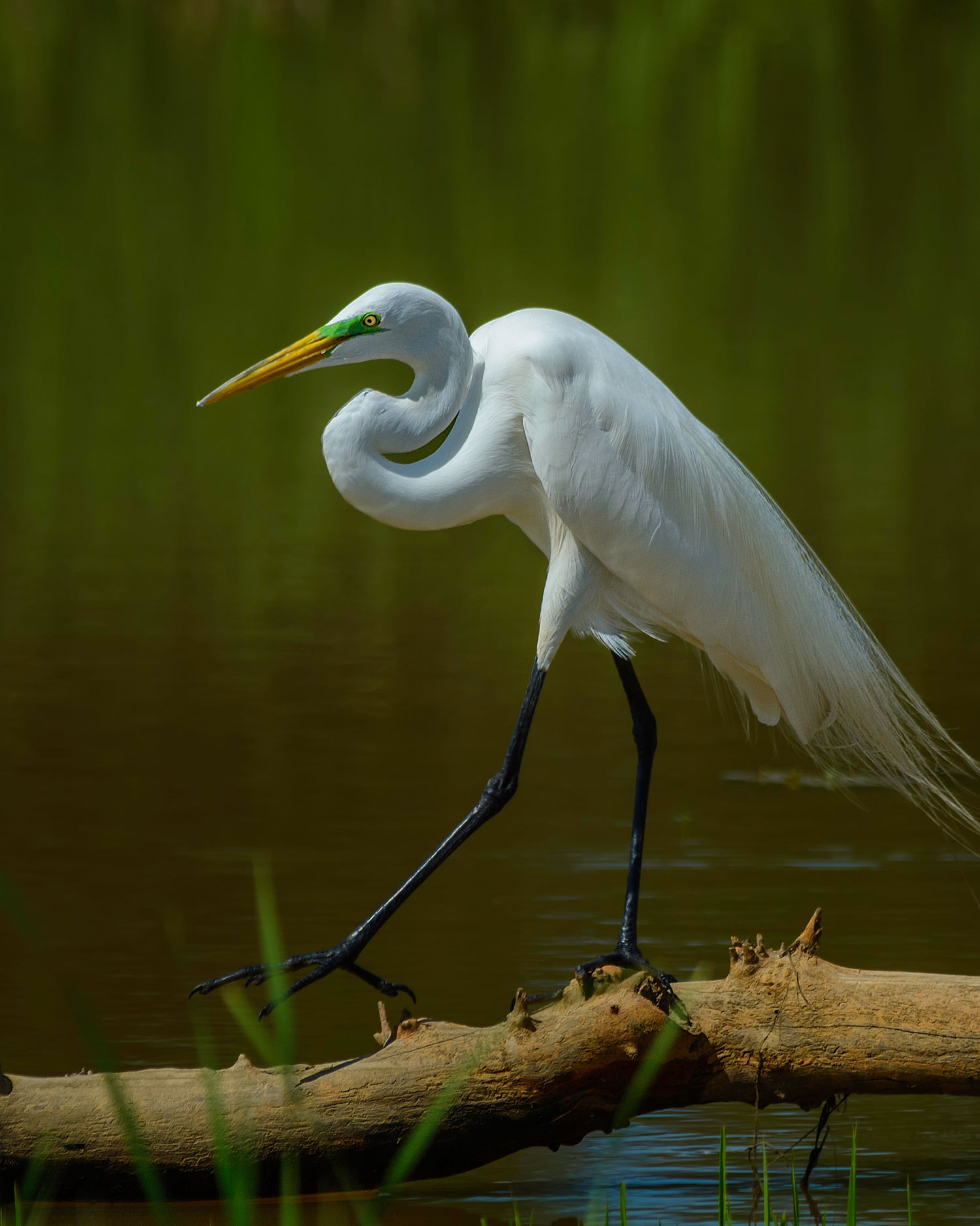 Great Egret