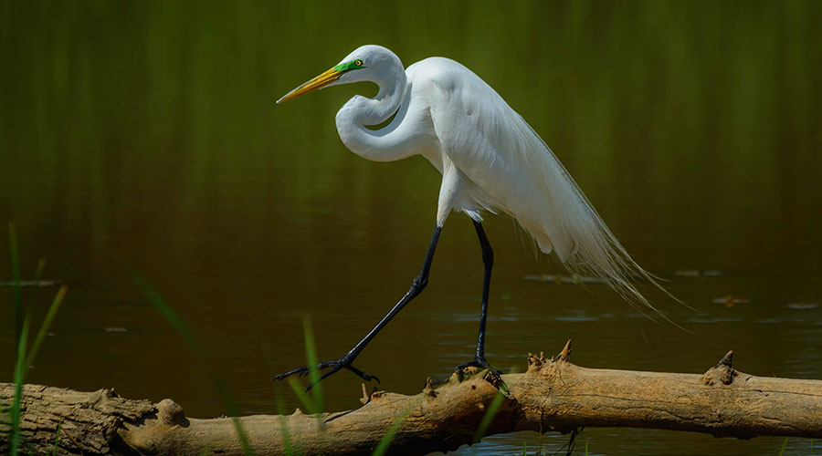 Great Egret